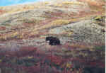 bear.jpg (76398 bytes)