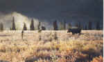 moose.jpg (59122 bytes)